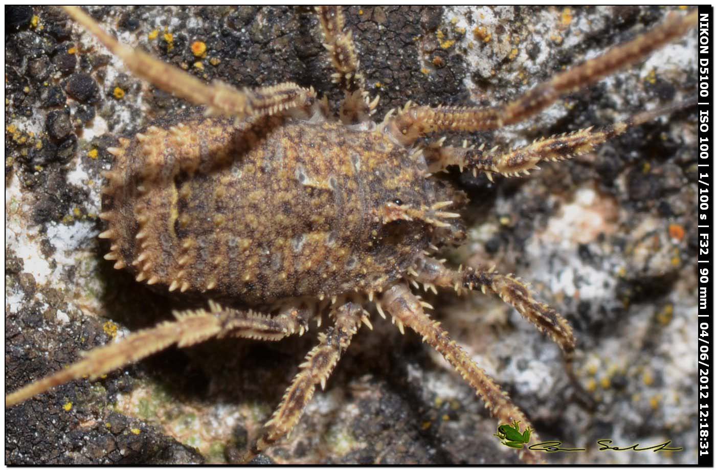 Lacinius horridus da Usini 138